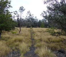 Dry forest trail